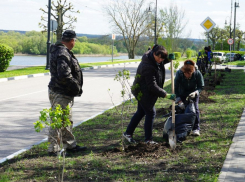 Новая аллея из сиреневых кустов появилась на тамбовской Набережной