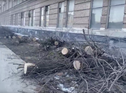 На Моршанском шоссе в Тамбове спилили все деревья