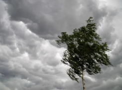МЧС предупреждает тамбовчан о штормовом ветре