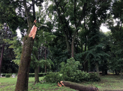 Депутат Артём Александров: гулять по парку усадьбы Асеевых в Тамбове небезопасно