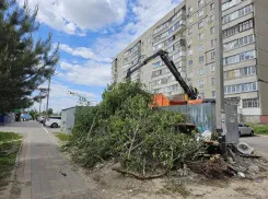 В Тамбове опубликован график вывоза растительных отходов