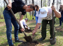 Команда «Молодежка ОНФ» посадила 40 саженцев дуба в Тамбовской области