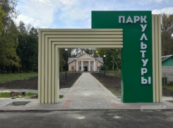 В Парке культуры Умёта жители хотят установить «Свадебное дерево»