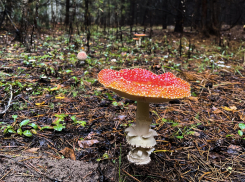 В 2023 году четверо жителей Тамбовской области отравились грибами