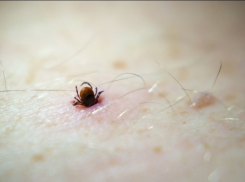 Как защититься от клещей?