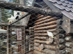 Под Тамбовом животных содержали с нарушениями 