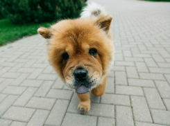 В Тамбове пройдет шестая выставка метисов
