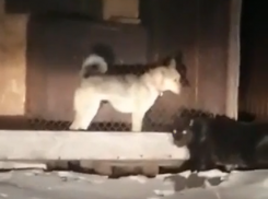 Сбежавшая на севере Тамбова пантера вернулась домой