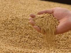 В закрома Тамбовщины собрано 4 миллиона тонн зерна 