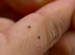 За неделю клещи покусали 158 тамбовчан