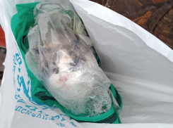 Неизвестный перекинул через забор тамбовского зооприюта пакет с кошкой