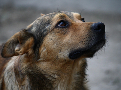 В Рассказовском районе начнут отлавливать и помещать в питомники бродячих псов