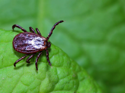 Клещи перекусали почти 2 000 тамбовчан
