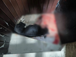 В Тамбове живодёр изувечил пса и бросил умирать на лестничной площадке 