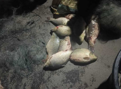 Банда тамбовчан украла больше 30 килограммов рыбы из липецкого пруда