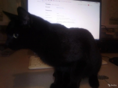 В Тамбове продают четвероногого усатого экстрасенса за полмиллиона 