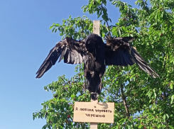 Тамбовчанин распял «евшую его черешню» ворону у себя на участке