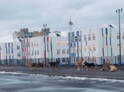 Свора собак возле новой школы на севере Тамбова пугает детей