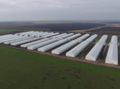 Россельхознадзор вновь выявил нарушения ветеринарных правил на Токарёвской птицефабрике