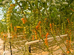 В Мичуринском районе запустили вторую очередь тепличного комплекса за 8,5 млрд рублей