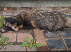 В центре Тамбова нашли истощённую и травмированную енотовидную собаку