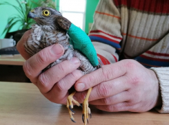 Раненого ястреба привезли лечить в Мичуринск