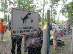 В Тамбове появятся три площадки для выгула собак