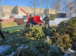 В Тамбове первые новогодние ёлки отправили на переработку