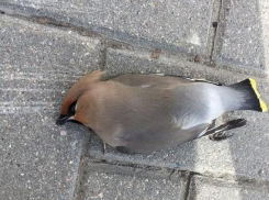 Захмелели свиристели: на бульваре Энтузиастов массово попадали птицы 