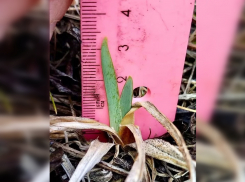 В Воронинском заповеднике обнаружили краснокнижный ирис