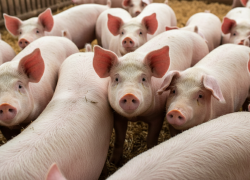 Имущество мясоптицекомбината «Первомайский» вновь выставили на продажу 