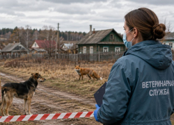 Восемь новых очагов за девять дней: где в Тамбовской области вводят карантин по бешенству