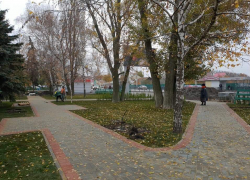 Кто-то сажает, а кто-то копает: из скверов в Тамбове массово воруют саженцы