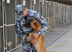 Любимая собака помогла майору полиции стать лучшим в своей профессии