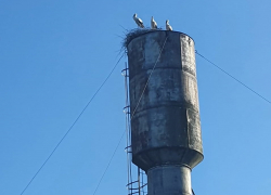 В Староюрьевском районе выясняют причины гибели трёх аистов