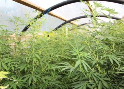 На даче под Тамбовом выращивали 2,5-метровые кусты марихуаны