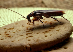 Жильцов дома на Полынках атаковали тараканы
