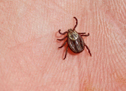 Почти 1100 тамбовчан стали жертвами клещей с начала сезона