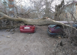 В Тамбове упавшее дерево повредило два автомобиля
