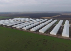 В обороте Токарёвской птицефабрики снова выявлена опасная продукция 