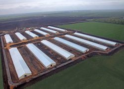 Жителям Токарёвского района отравляет жизнь местная птицефабрика