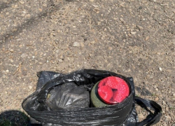 В Сосновском районе обнаружили плантацию конопли