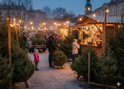 К Новому году лесхозы Тамбовской области планируют заготовить 10 тысяч елей и сосен для продажи