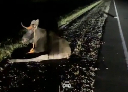 В Знаменском округе крупный лось попал под машину