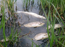 По факту массовой гибели рыбы в Сампурском районе завели уголовное дело