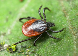 Клещи покусали 23 тамбовчан 