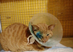 Трое парней из Мичуринска спасли тяжело травмированного котика от смерти 