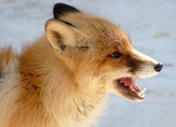 В регионе разрешён отстрел более 500 лисиц