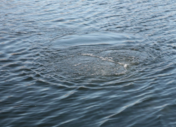 Два человека утонули в Тамбовской области за прошедшую неделю