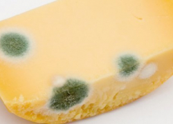 На тамбовской базе испорченные сыры хранились вместе со съедобными продуктами